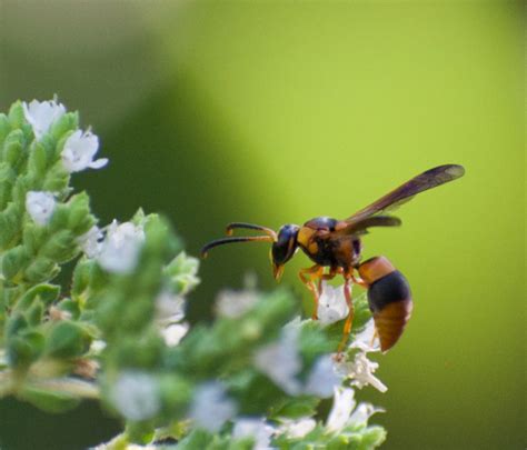 Potter Wasp • Flinders Ranges Field Naturalists