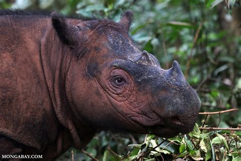 Badak Sumatera, Apakah Baik-baik Saja di Habitatnya? - Mongabay.co.id