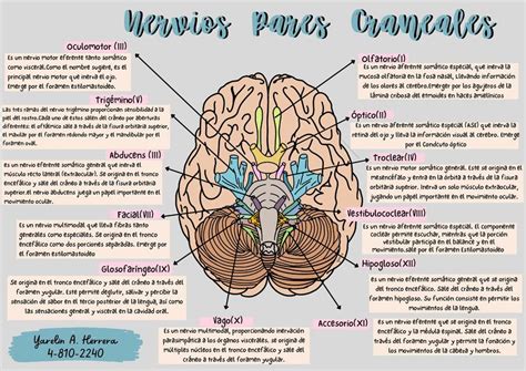 Nervios Pares Craneales | Yarelin Herrera | uDocz