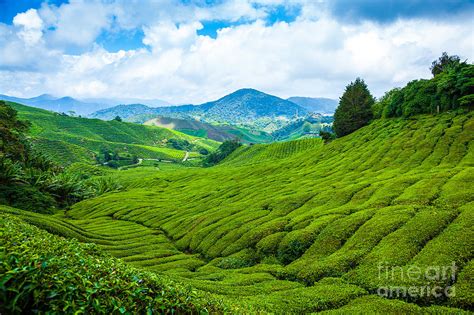 Tea Plantation In Cameron Highlands Photograph by Blackcat Imaging