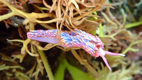 The rare rainbow sea slug that's been spotted in UK waters | ITV News ...