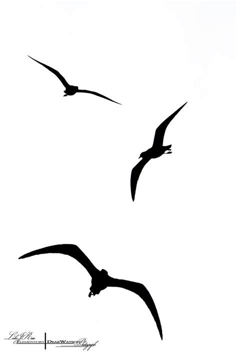 Seagull Silhouette at GetDrawings | Free download