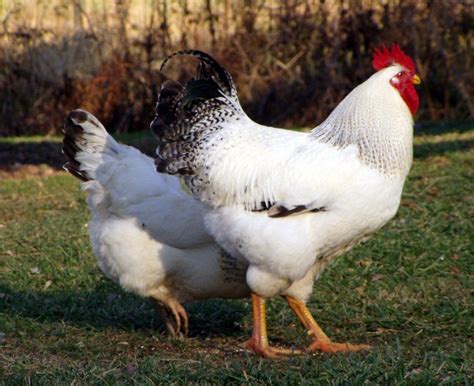 Delaware | BackYard Chickens