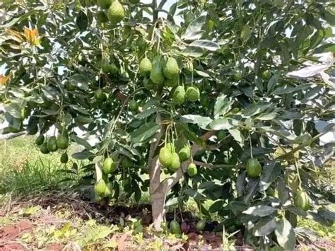 Hass Avocado Farming: A Step by Step Manual On How To Plant And Care For Your Hass Avocado Trees ...