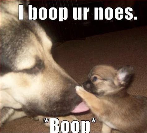 TOP 79 Funny and Cute Puppies Memes