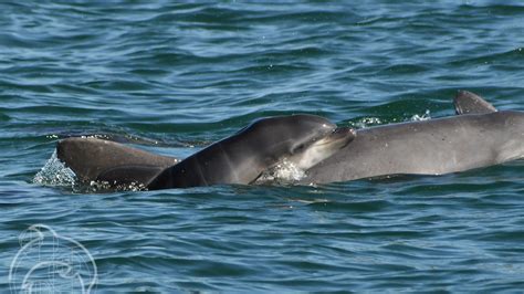 Sarasota Bay documents record-breaking number of dolphin births