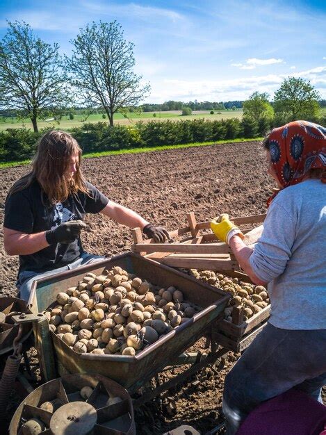 Premium Photo | Grandma and grandson planting potatoes with a tractor ...