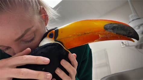 Taking My Diabetic Toucan to the Vet (His Tongue Fell Out 😱😭) - YouTube