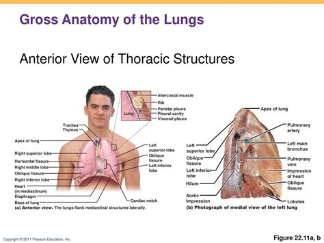 Surface Anatomy Of The Lungs