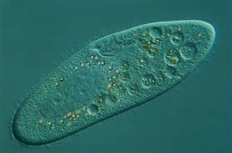 Microscopic view of a Paramecium, a single celled organism