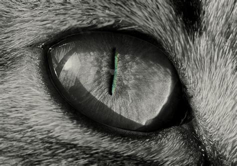 cat eye - PentaxForums.com