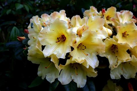 Rhododendron Nancy Evans | Yellow rhododendrons add warmth t… | Flickr