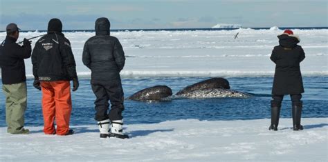 The Best of Baffin Island Wildlife Encounters | Arctic Kingdom