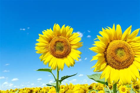 Sunflowers on the Blue Sky Background Agriculture Farming Rural Economy ...