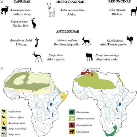 Nine species of African wild bovids sampled from the Muséum national... | Download Scientific ...