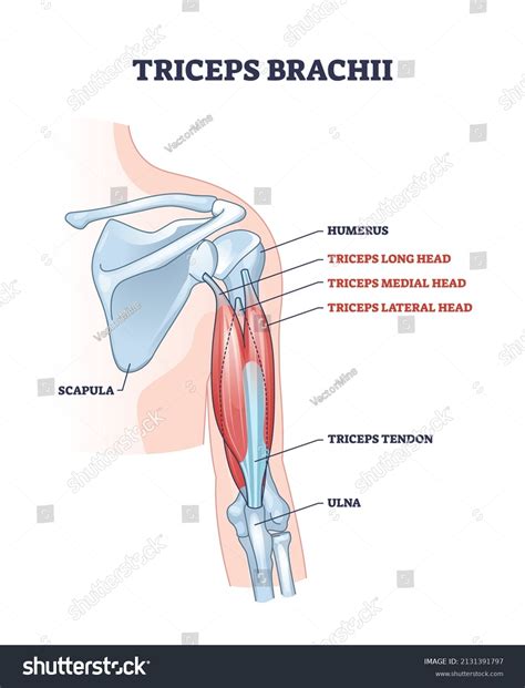 Músculo braquii triceps con diagrama de: vector de stock (libre de ...