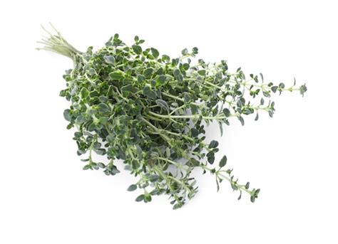 Premium Photo | Bunch of aromatic thyme isolated on white fresh herb