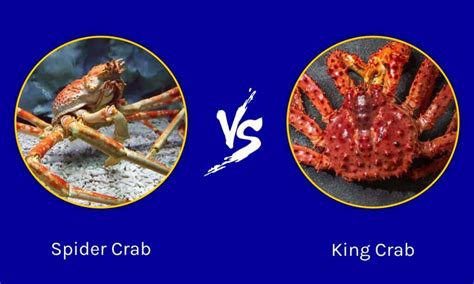 Spider Crab vs King Crab: What Are the Differences? - IMP WORLD