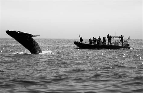 Humpback Whale Breaching Near Boat Stock Photo - Download Image Now - iStock