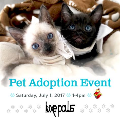 Pet Adoption Event | Avenue 50 Studio