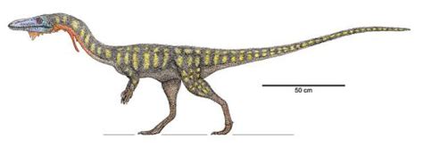 Palaeos Vertebrates Theropoda: Neotheropoda