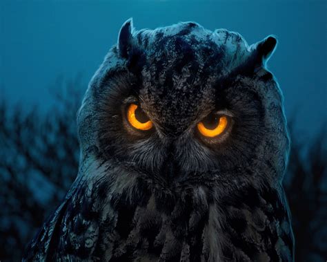 1280x1024 Owl Glowing Eyes Wallpaper,1280x1024 Resolution HD 4k Wallpapers,Images,Backgrounds ...