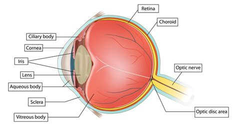 The Internal Structure - The Human Eye