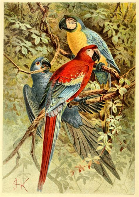 Create with TLC: Free Vintage Bird Illustrations.....