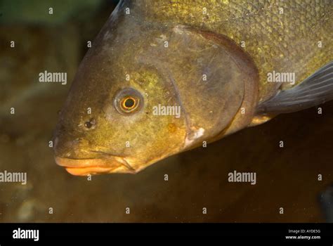 Tinca tinca, tench, freshwater fish, Ciprinidae Stock Photo - Alamy