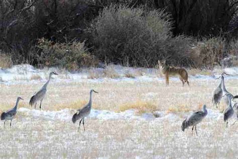 Coyote Hunting: Best How To Hunt Coyote Guide • Hookers and Holsters