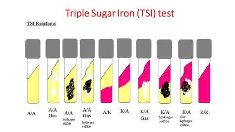 Triple Sugar Iron Agar (TSIA) - Definisi, Komposisi, Cara Pembuatan dan ...