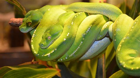 Green Tree Python In The Queensland Museum Sfondi per PC | 1920x1080 ...