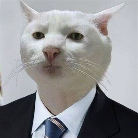 Create meme "the cat is serious, meme cat , serious cat " - Pictures - Meme-arsenal.com