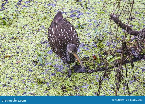 Limkin Waterbird Searches for Food Stock Image - Image of common ...