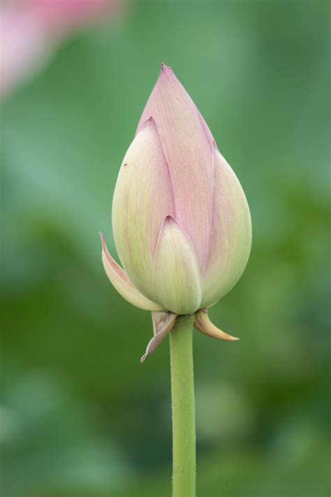 Stages of a Lotus Flower Blooming at Kenilworth Aquatic Gardens — Todd Henson Photography