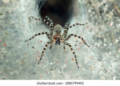 254 European wolf spider Images, Stock Photos & Vectors | Shutterstock