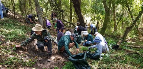 Chinaman’s Creek Rainforest Restoration – East Gippsland Conservation ...