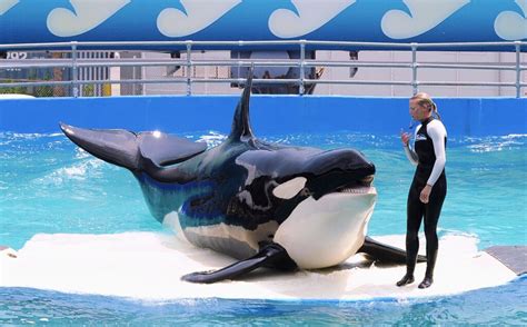 World’s Oldest Captive Orca 'Lolita' Granted Freedom After 5 Decades In ...