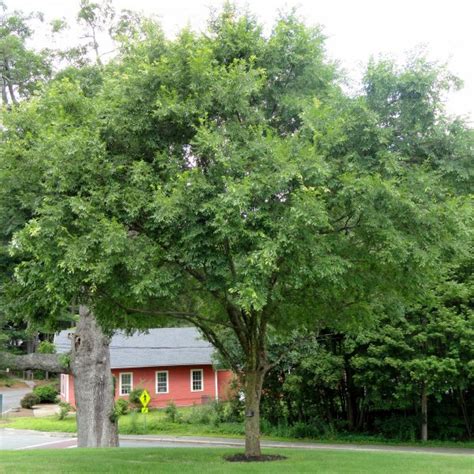 Buy Chinese Lacebark Elm (Ulmus Parvifolia) 50+ seeds online :: Seeds ...