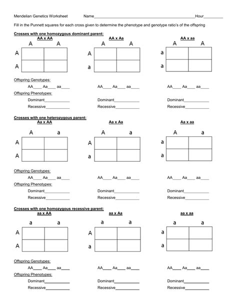 punnett square worksheet