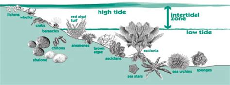 Food Webs - Intertidal Zone