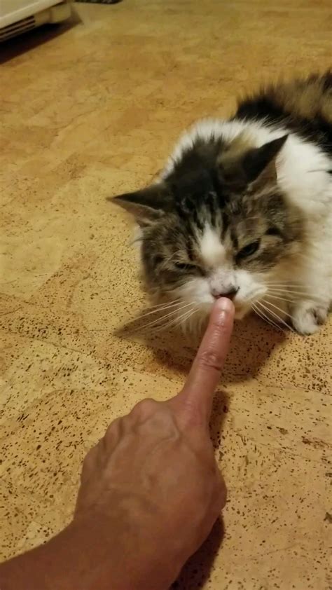 Kitty nose boop : r/aww