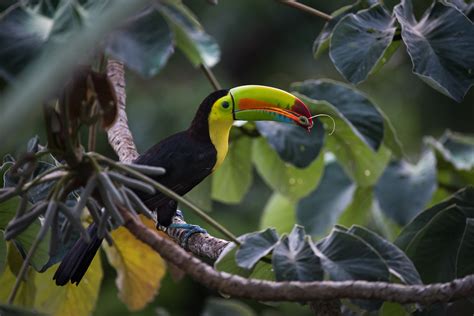 Keel-Billed Toucan | Sean Crane Photography