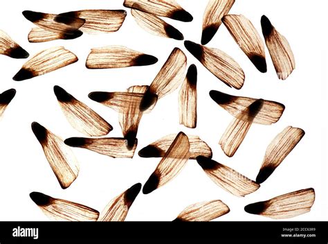 Pine cone seeds hi-res stock photography and images - Alamy