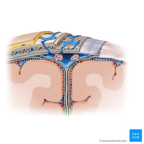 Subdural space: Anatomy and structure | Kenhub