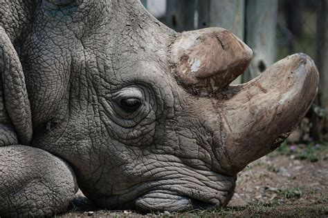 The last male northern white rhino has died - The Washington Post