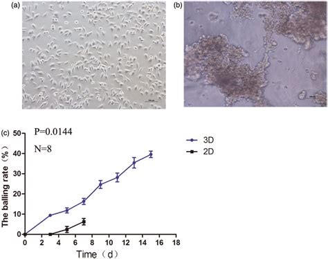 Morphological changes of HepG2 cells in defferent culture model: 2D ...