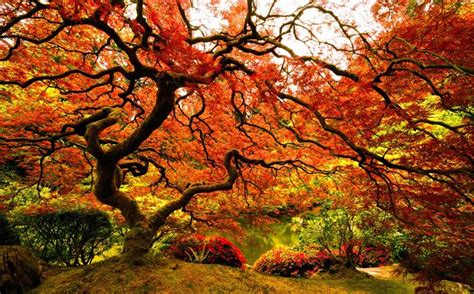 Top 10 Wonderful Japanese Gardens | Places To See In Your Lifetime