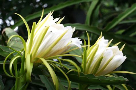 Two White Dragon Fruit Flower Against the Back Ground with Bokeh Stock Image - Image of nice ...