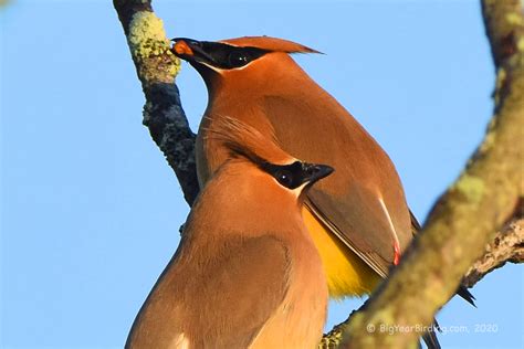 Cedar Waxwing - Big Year Birding